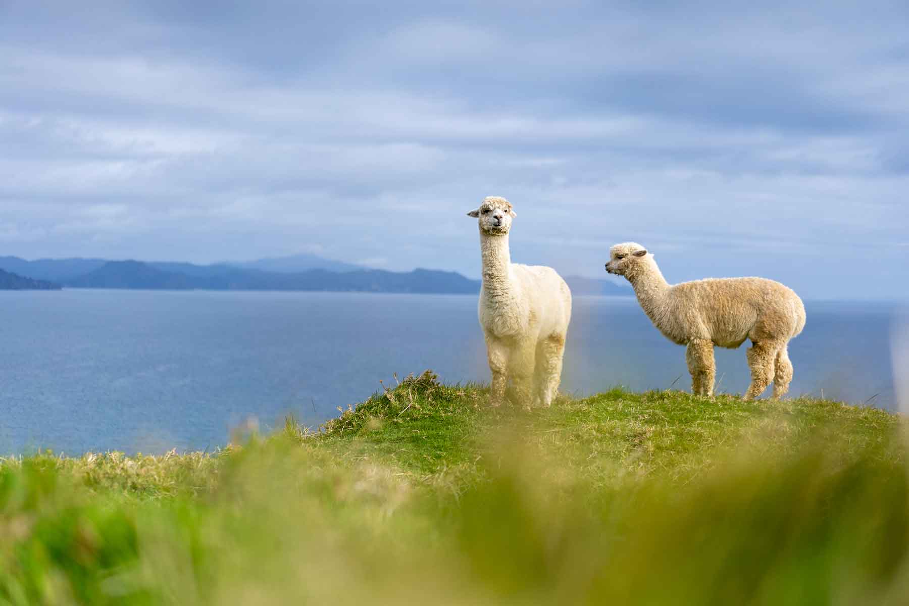 Unveiling the Elegance of Alpaca A Fiber Woven in History and Warmth