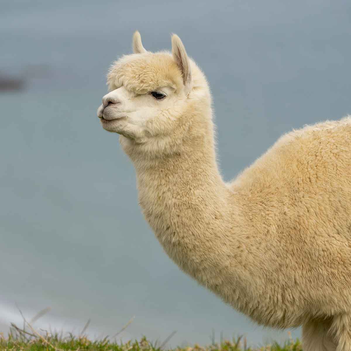 Alpaca - Nui Organics